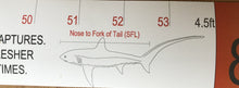 Load image into Gallery viewer, BBGF Thresher Shark Measuring Tape.
